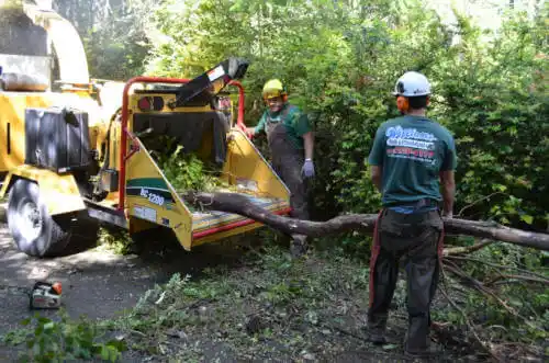 tree services Yosemite Lakes